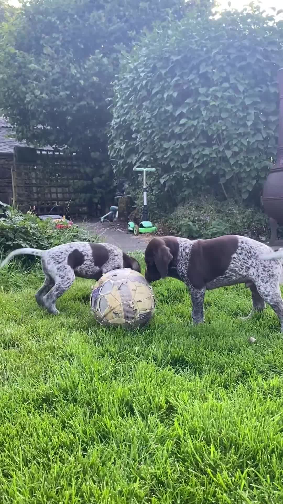 German Shorthaired Pointer dogs for sale: Stunning KC GSP puppies  - Video 1