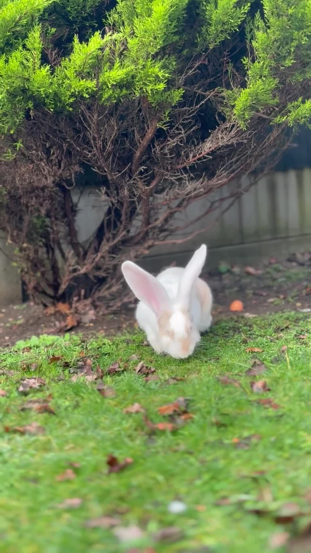 Continental Giant rabbits for sale: Giants Rabbits  - Video 1