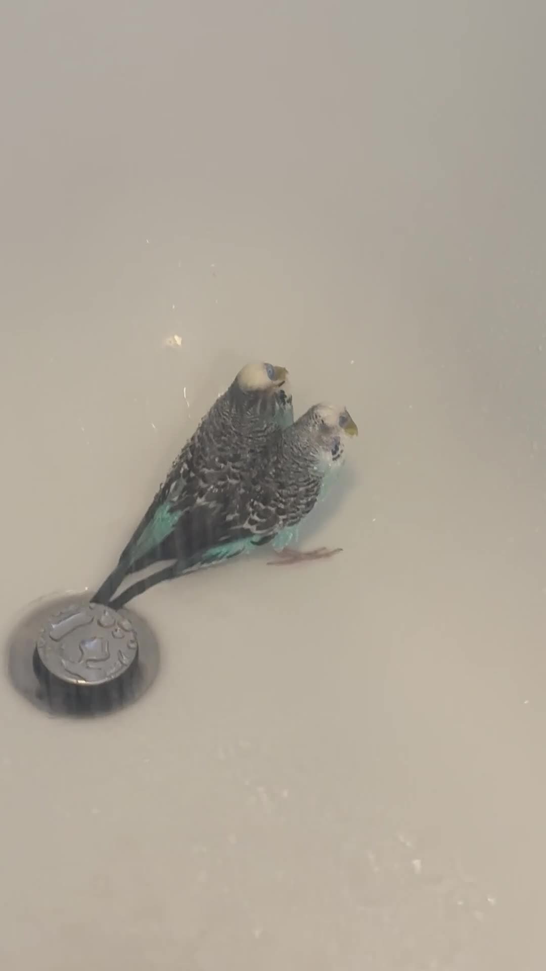 Budgerigars birds for sale: 2 blue budgies looking for new flying space in Blackpool - Video 1