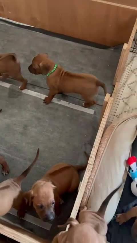 Rhodesian Ridgeback dogs for sale: Rhodesian Ridgeback Puppies For Sale - Video 1