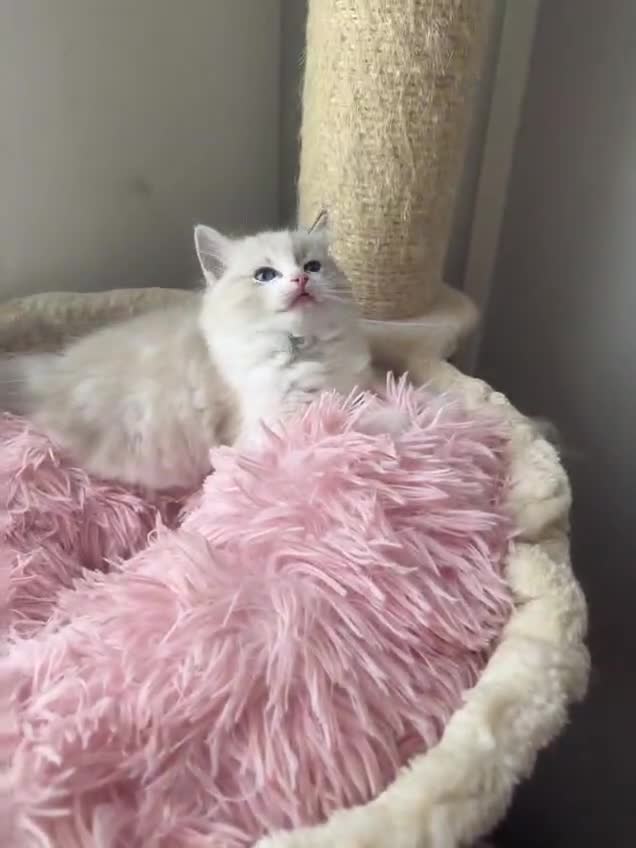 Ragdoll cats for sale: Seal Lynx Bi colour Female European ragdoll  - Video 2