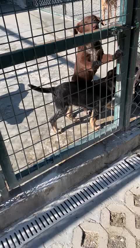 Mixed Breed dogs for adoption: Banjo, 1 yr approx. Available for adoption. - Video 1