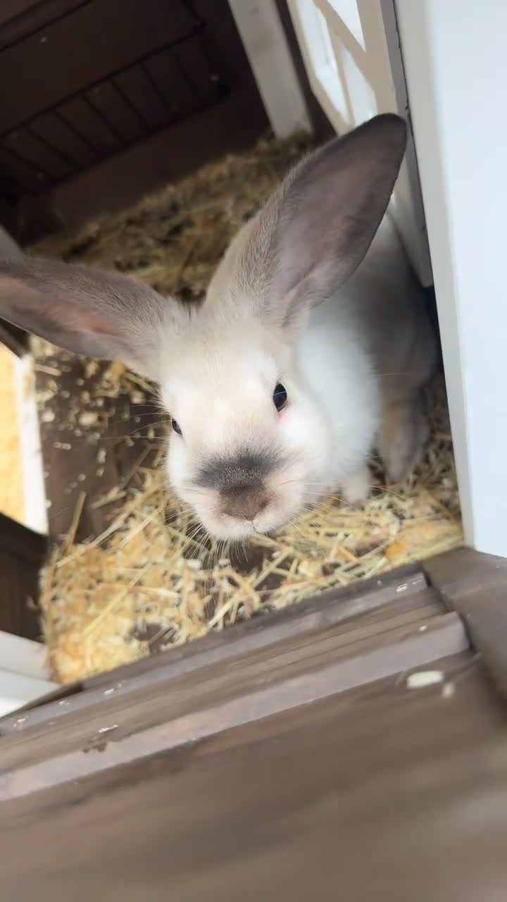 Mixed Breed rabbits for sale:     11-Week-Old Rabbit with PawHut Cage in Wigan - Video 1