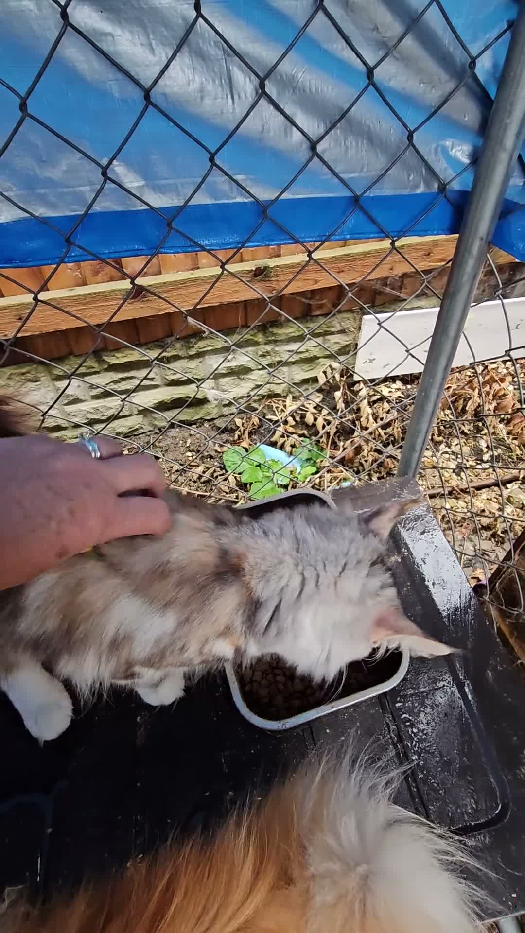 Maine Coon cats for sale: Beautiful Mainecoon girl - Video 1