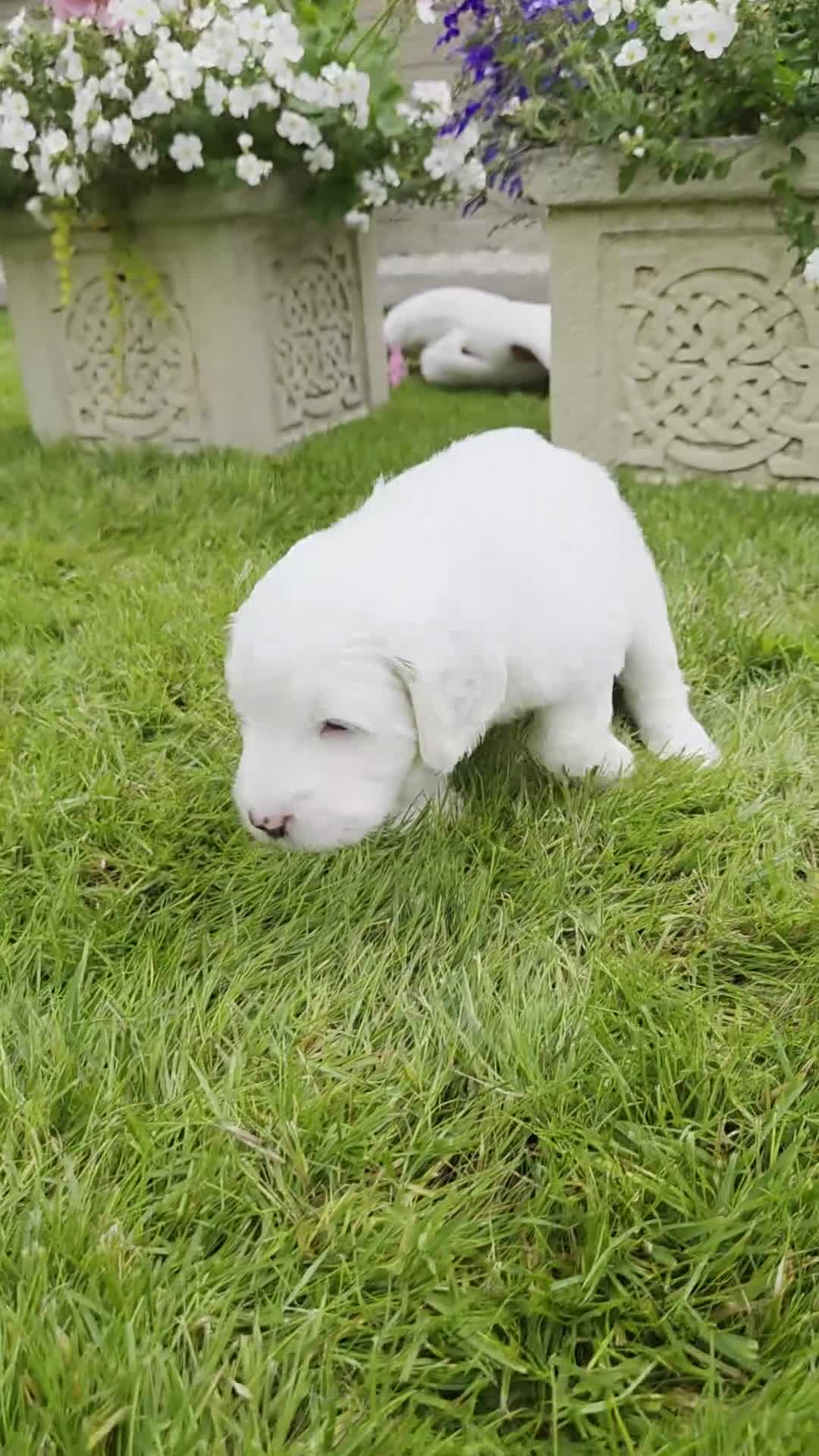 Australian Labradoodle dogs for sale: Australian Labradoodle Puppies - Video 2