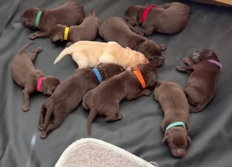 Labrador Retriever dogs for sale: Chocolate Labrador Puppies and One Yellow Girl - Video 1