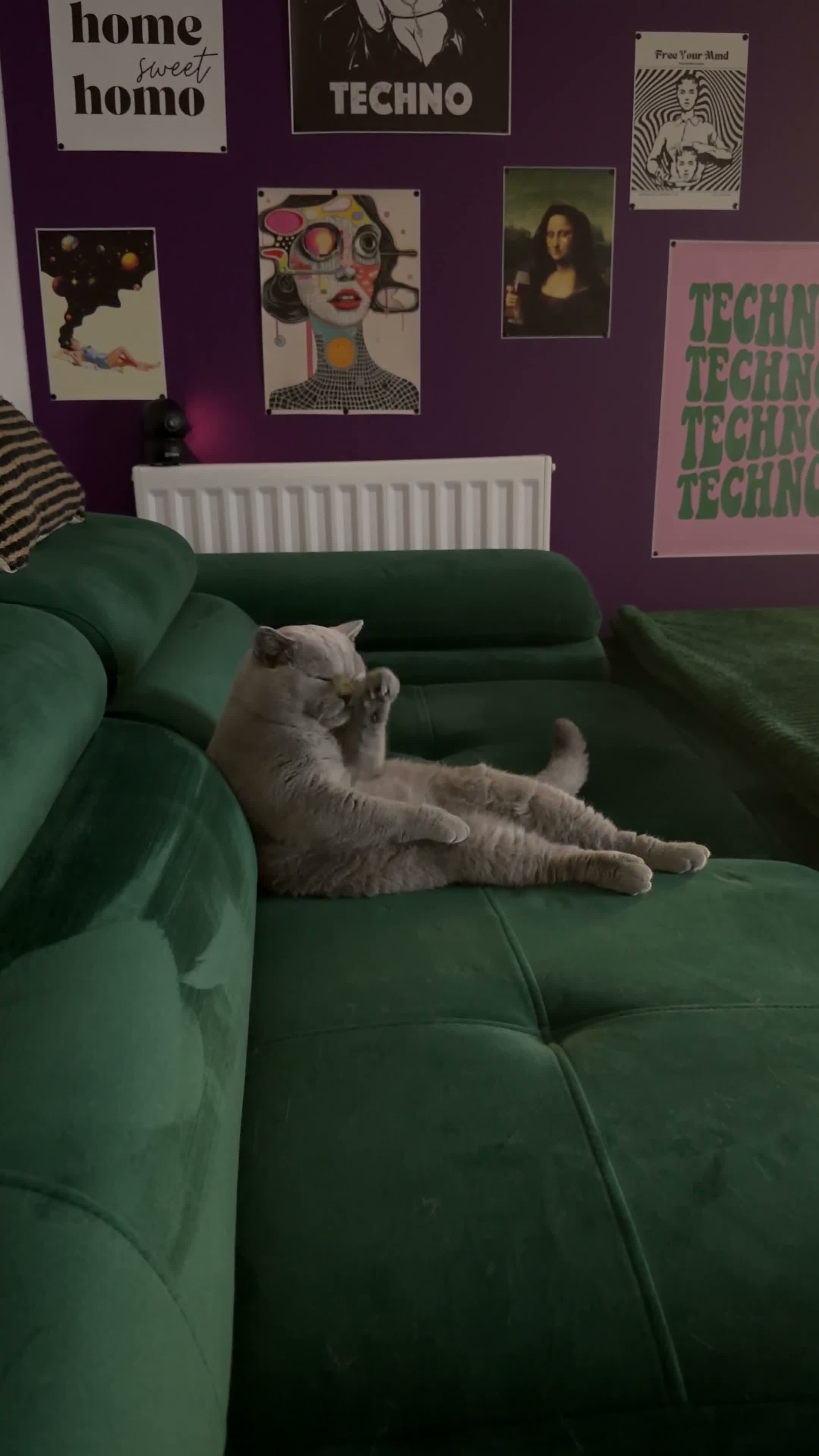 British Shorthair cats for stud: ✨ BSH Blue Carrier of Cinnamon and Fawn 🐾👑 - Video 1