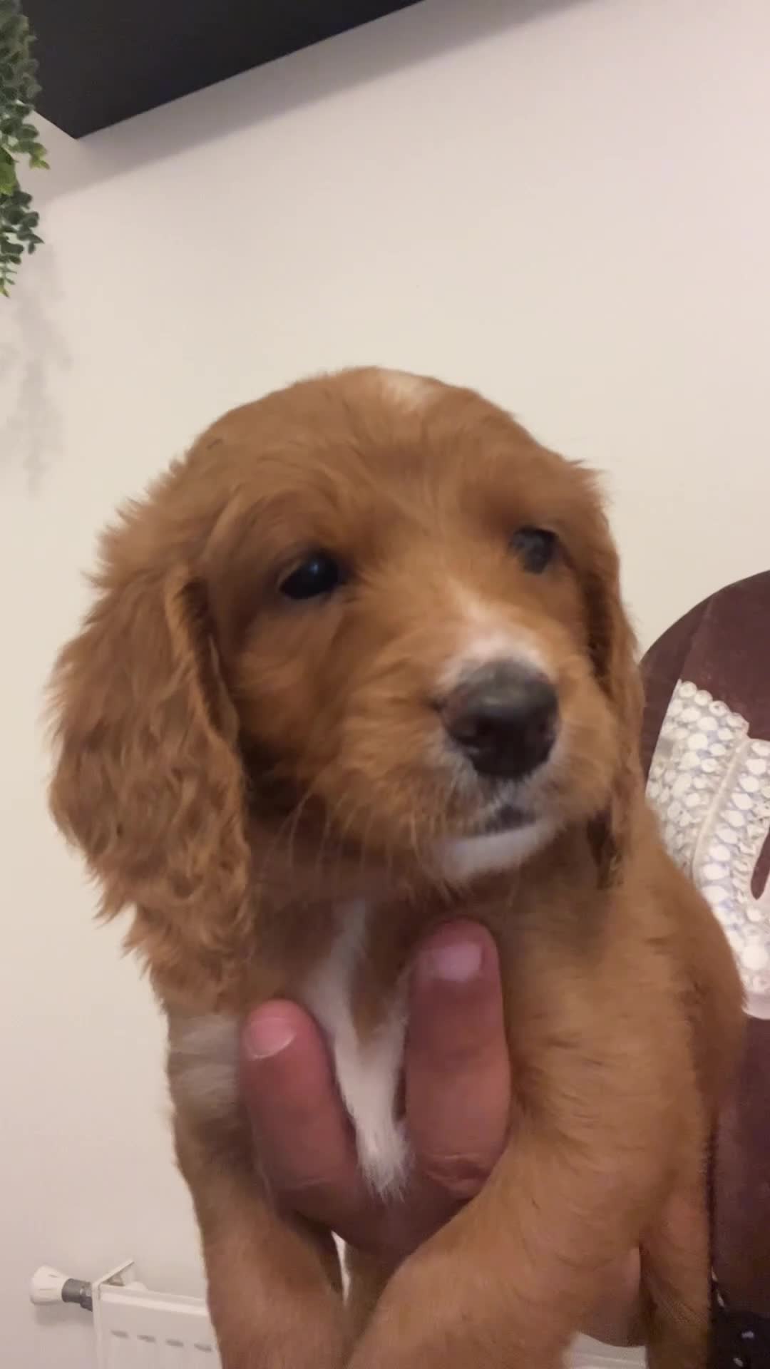 Cockapoo dogs for sale: Beautiful Multigen Cockapoo Puppies 🐶 - Video 2