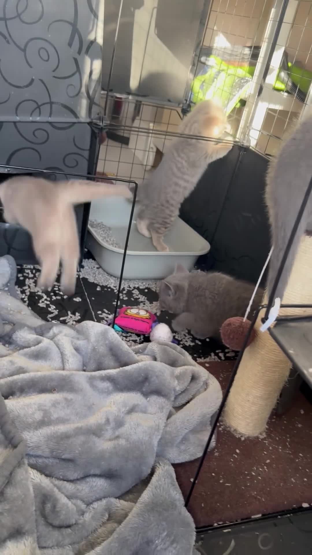 British Shorthair cats for sale: Bsh Cute Teddy Bears  - Video 2