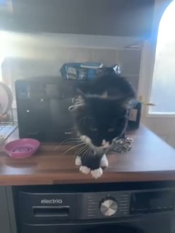 Maine Coon cats for sale: Black and white Maine coon - Video 2