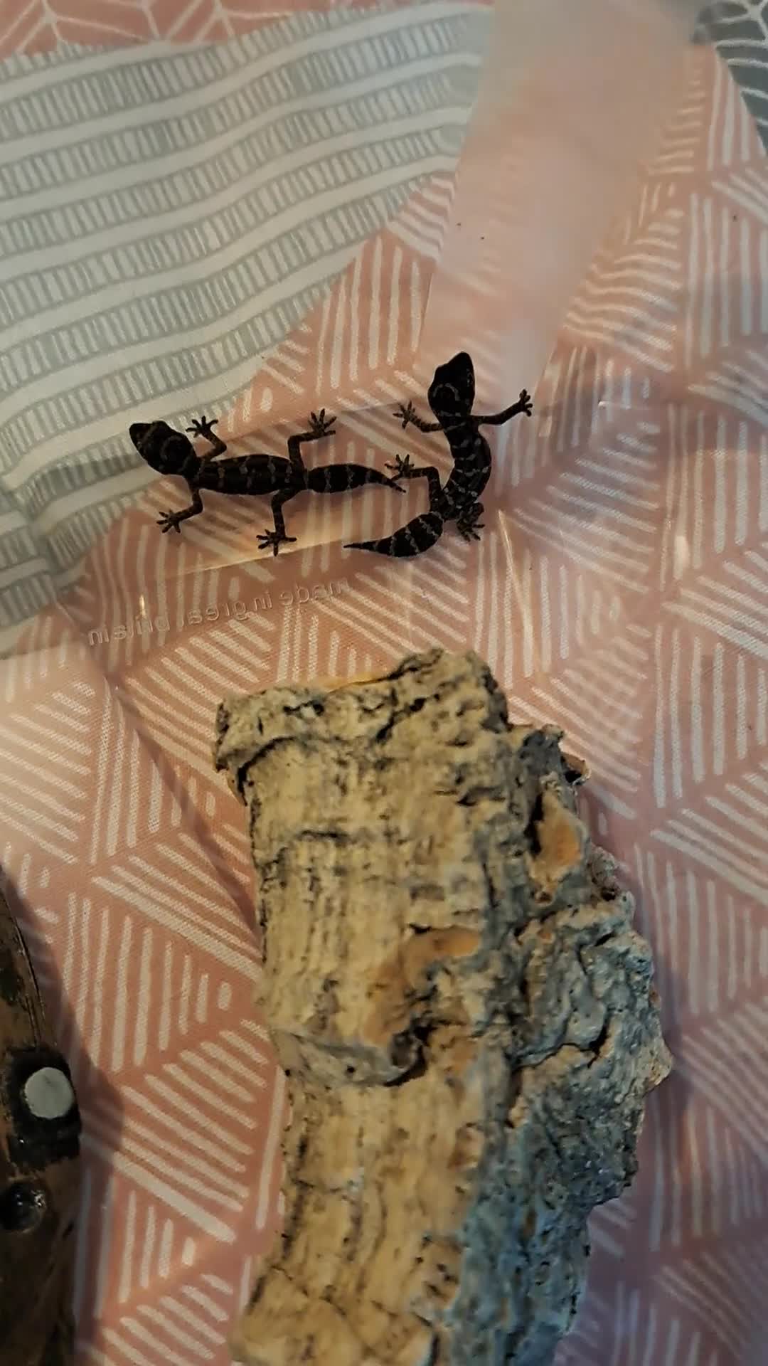 Gecko reptiles for sale: Viper geckos in Ramsgate - Video 1