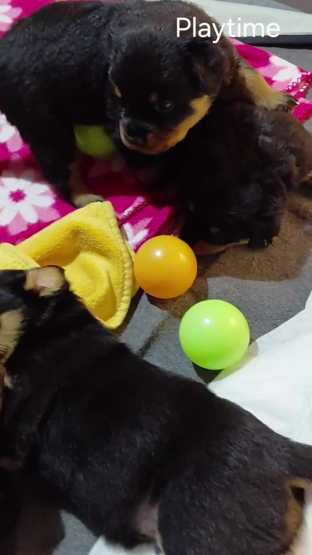 Rottweiler dogs for sale: Elite German Bloodline Rottweiller Puppies - Video 2