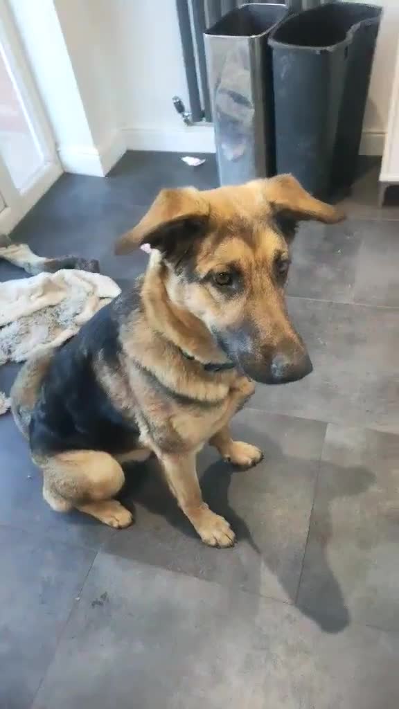 German Shepherd dogs for adoption: Sweet Sammy is ready for his forever home - Video 1