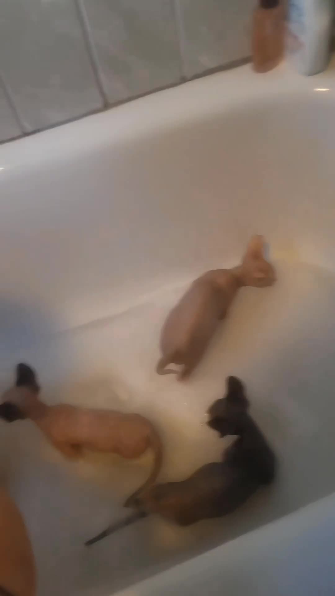 Sphynx cats for sale: Last Canadian Sphynx looking for his forever home - Video 3