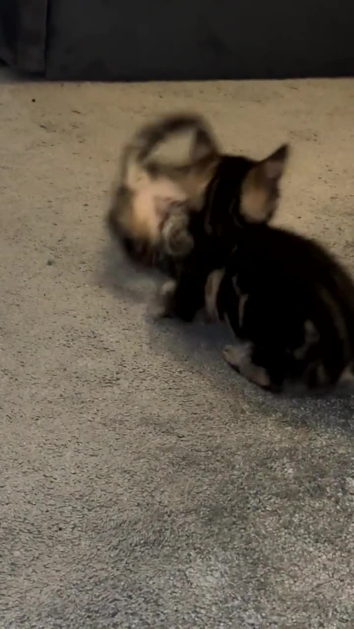 Domestic Shorthair cats for sale: kittens  - Video 1