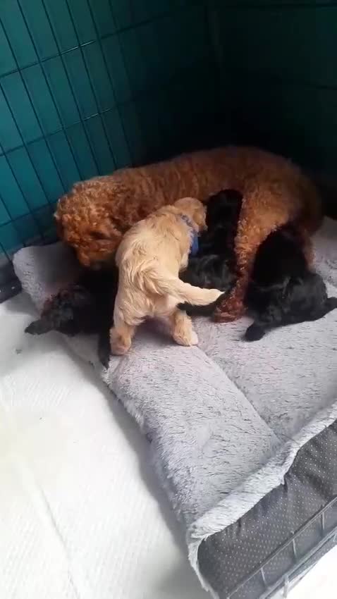 Cockapoo dogs for sale: Cockerpoo puppy - Video 1