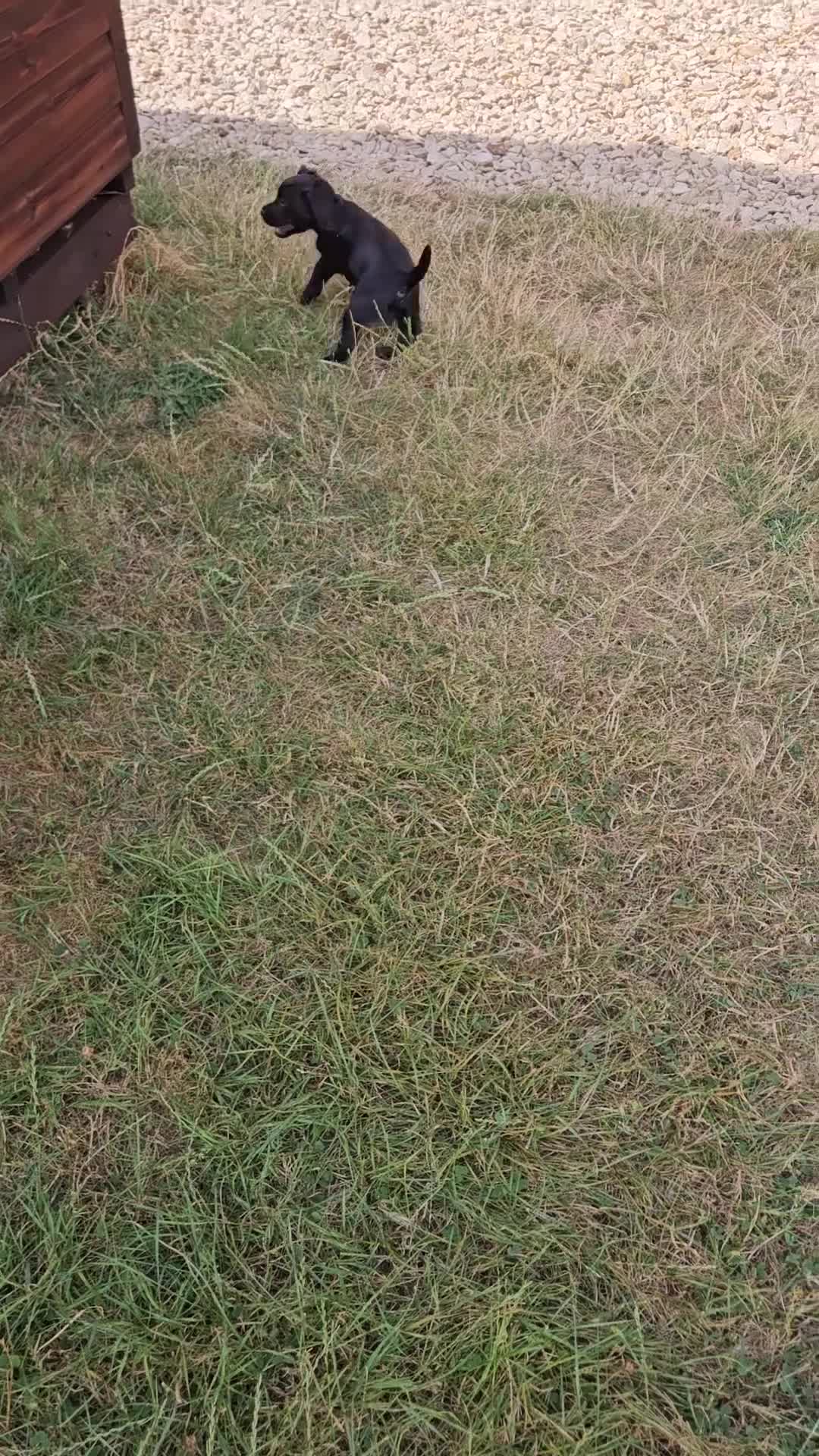 Cocker Spaniel dogs for sale: Stunning Cocker Spaniel puppies  in Berkeley - Video 2
