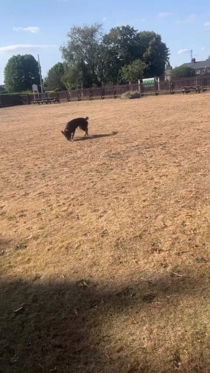 German Shepherd dogs for stud: Bossco German shepherd stud  in Swanscombe - Video 2