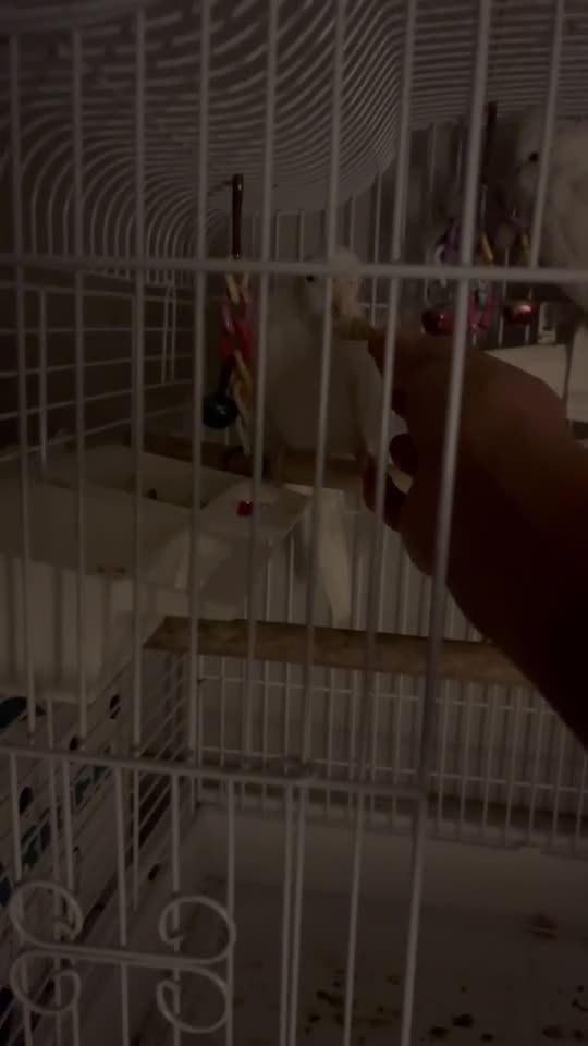 Cockatiels birds for sale: Semi tamed albino cockatiel in Staines - Video 1