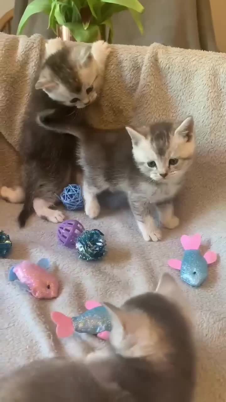 British Shorthair cats for sale: BSH Silver and Blue Ticked Shaded - Video 2