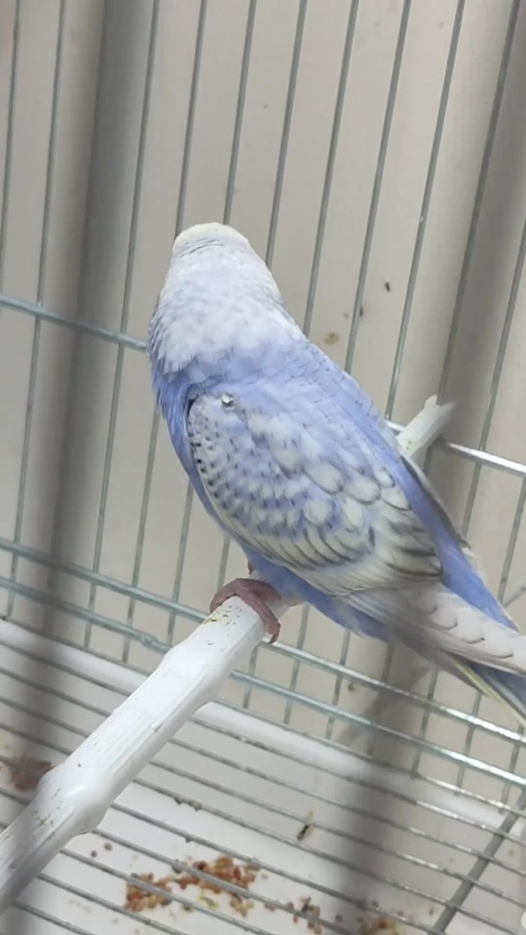 Budgerigars birds for sale: Budgies in London  - Video 1