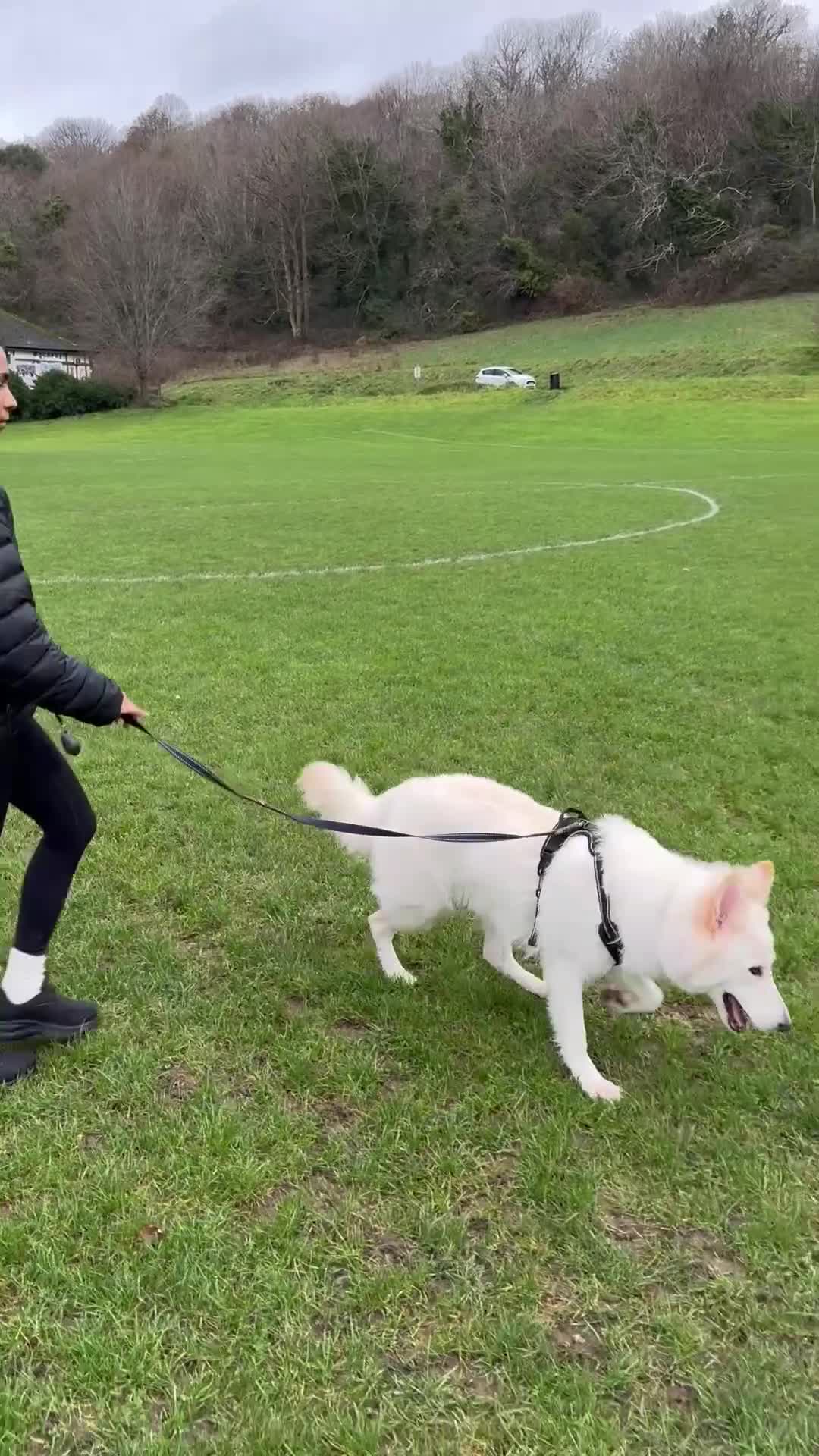 German Shepherd dogs for sale: Huge Potential Shepherd for the Right Home - Video 2