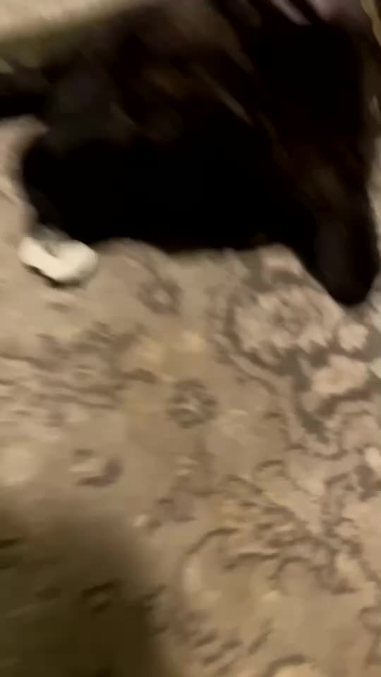 Staffordshire Bull Terrier dogs for sale:  Brindle Staff x blue staff - Video 2