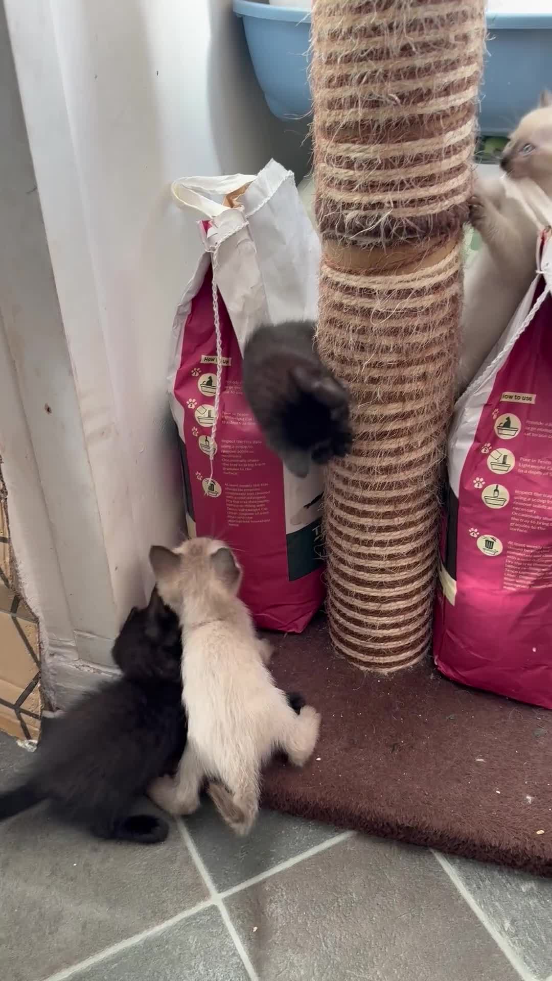 Mixed Breed cats for sale: Kittens for sale in Portland - Video 1