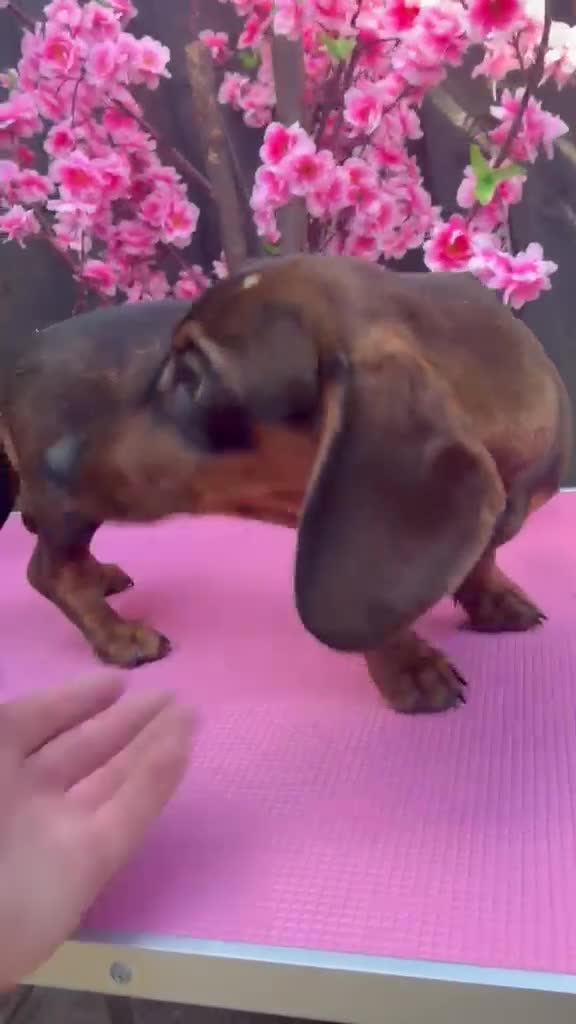 Dachshund dogs for sale: 2 tekles for sale brother and sister £1100 ONO - Video 1