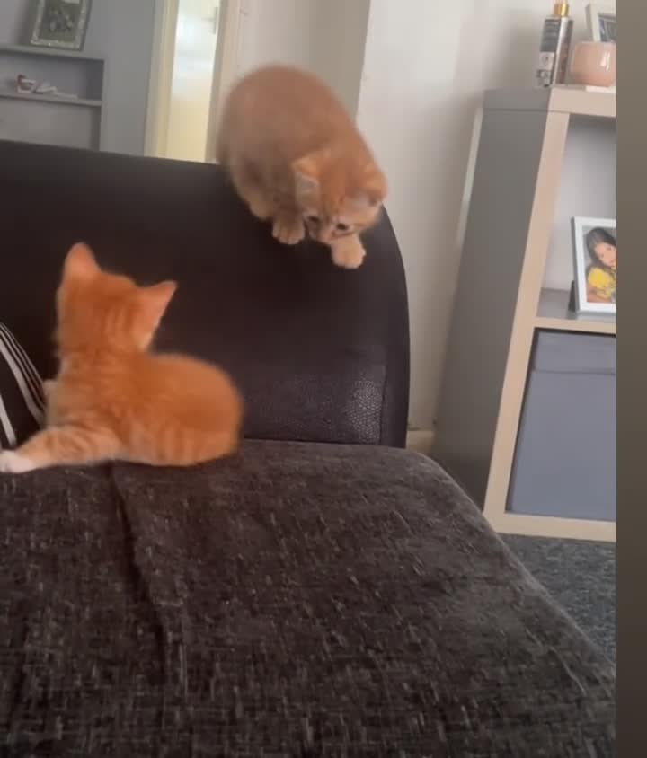 Mixed Breed cats for sale: 2 beautiful male ginger kittens - Video 1