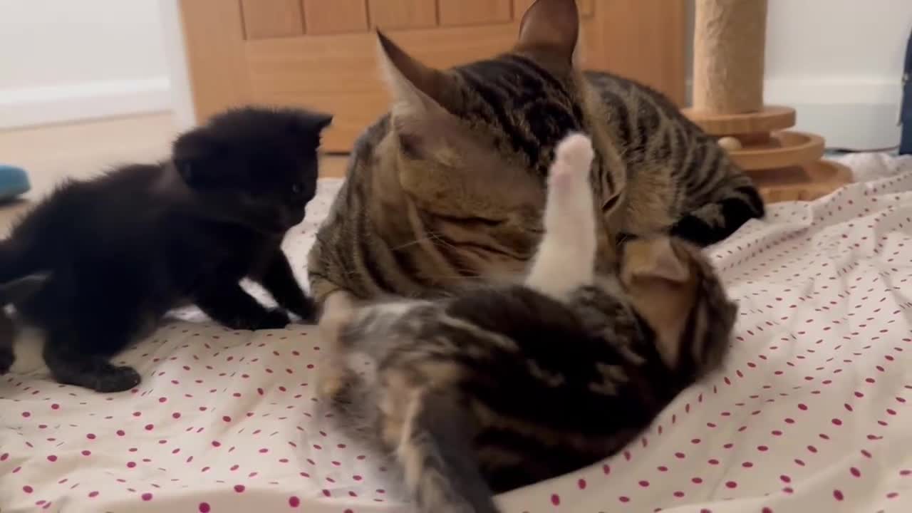 Ragdoll cats for sale: ✨ Exquisite Ragdoll-Bengal Baby Kittens ✨ - Video 2