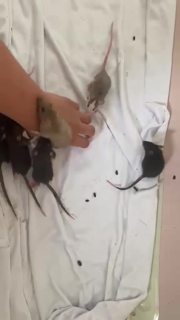 Rat rodents for sale: Mixed sexed baby rats in Chelmsford - Video 1