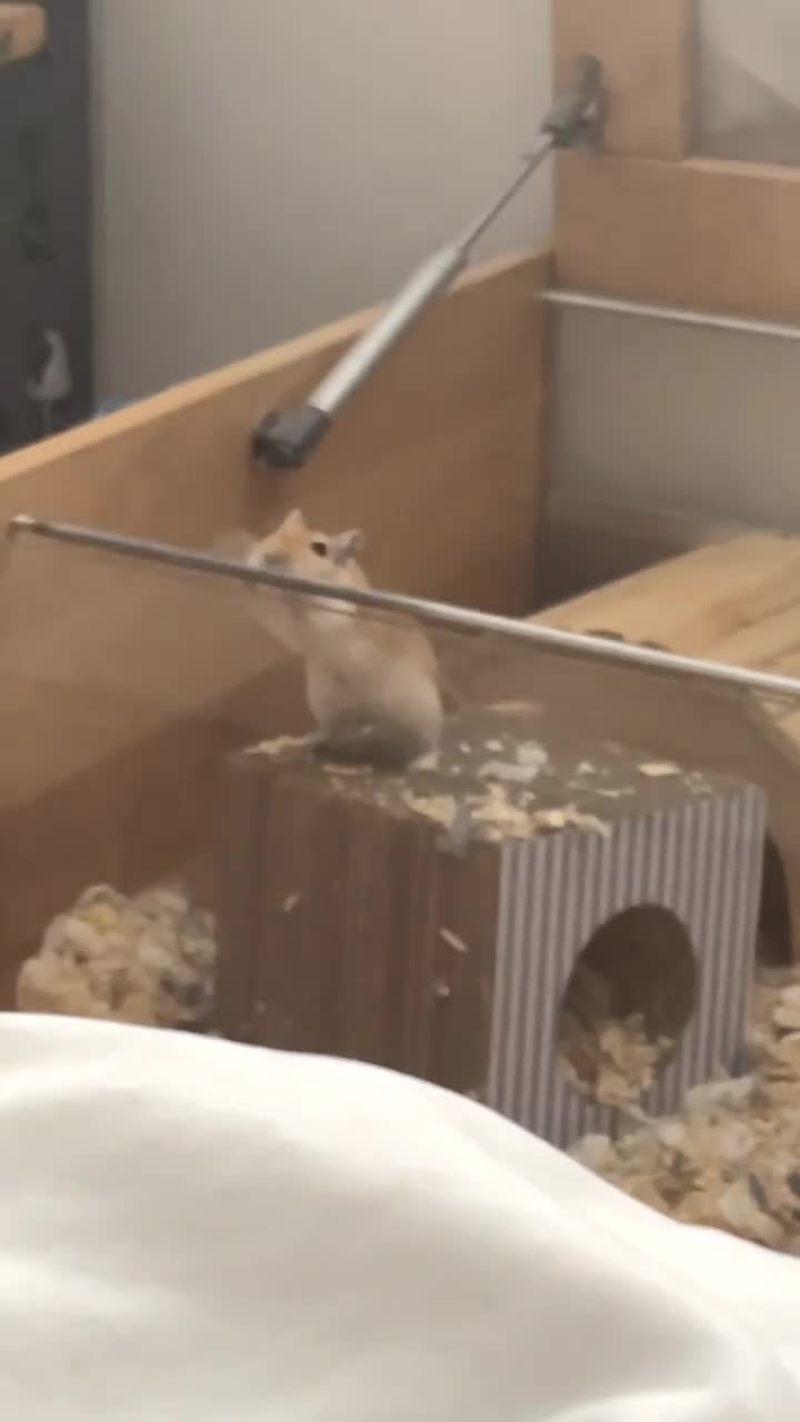 Gerbil rodents for sale: 3 male gerbils - 1 year and 2 months old  in London - Video 3