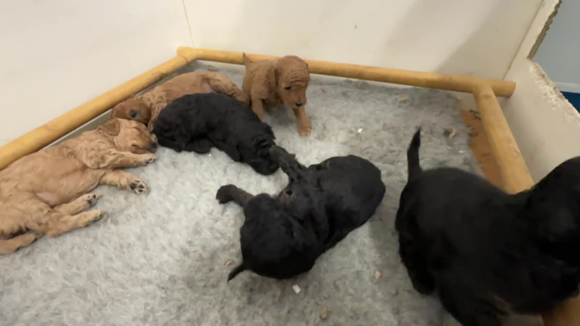 Cavapoo dogs for sale: Stunning Multigen Cavapoo Puppies, DNA Tested - Video 2