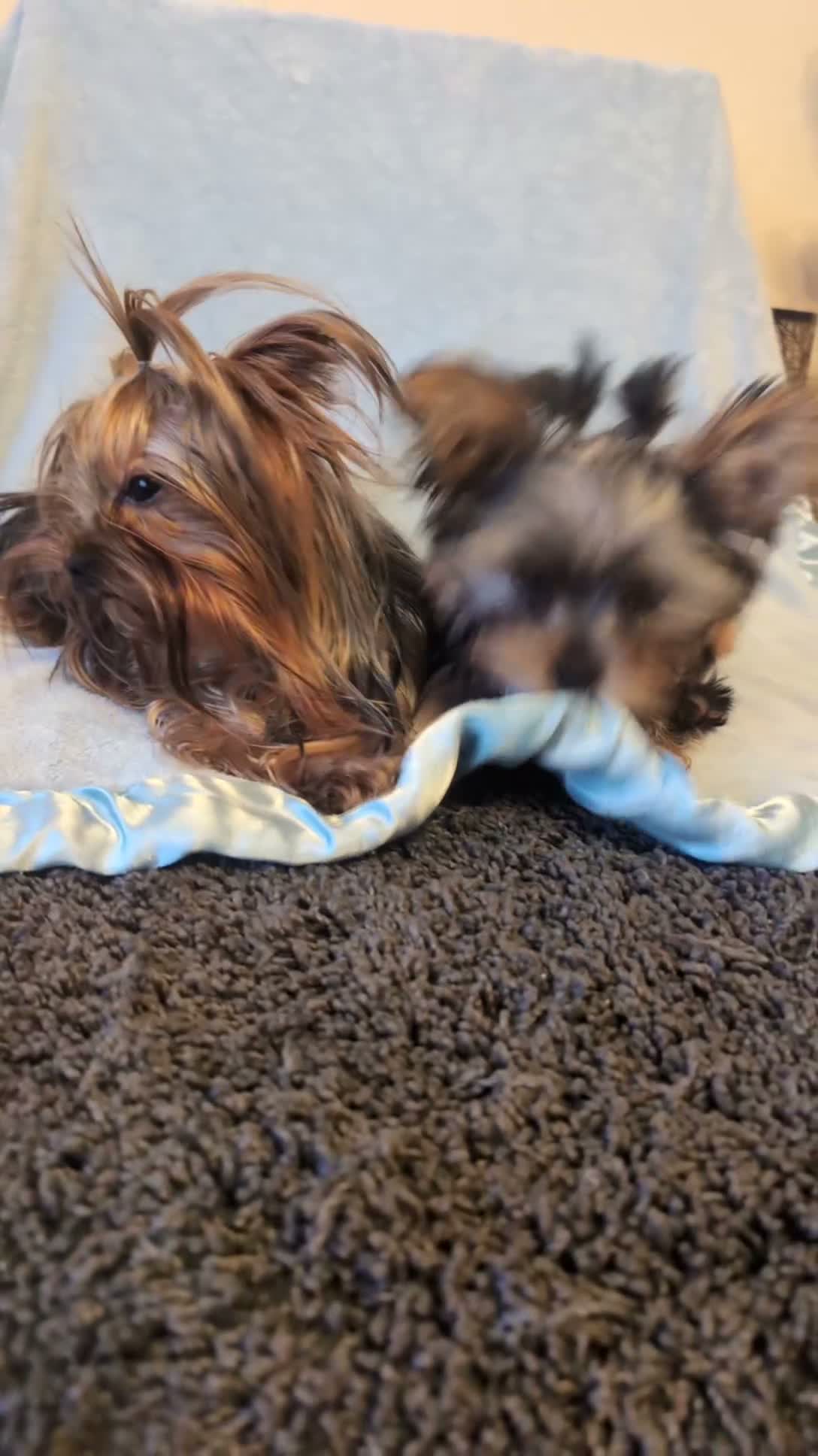 Yorkshire Terrier dogs for sale: Yorkshire Terrier ready for new home  - Video 2