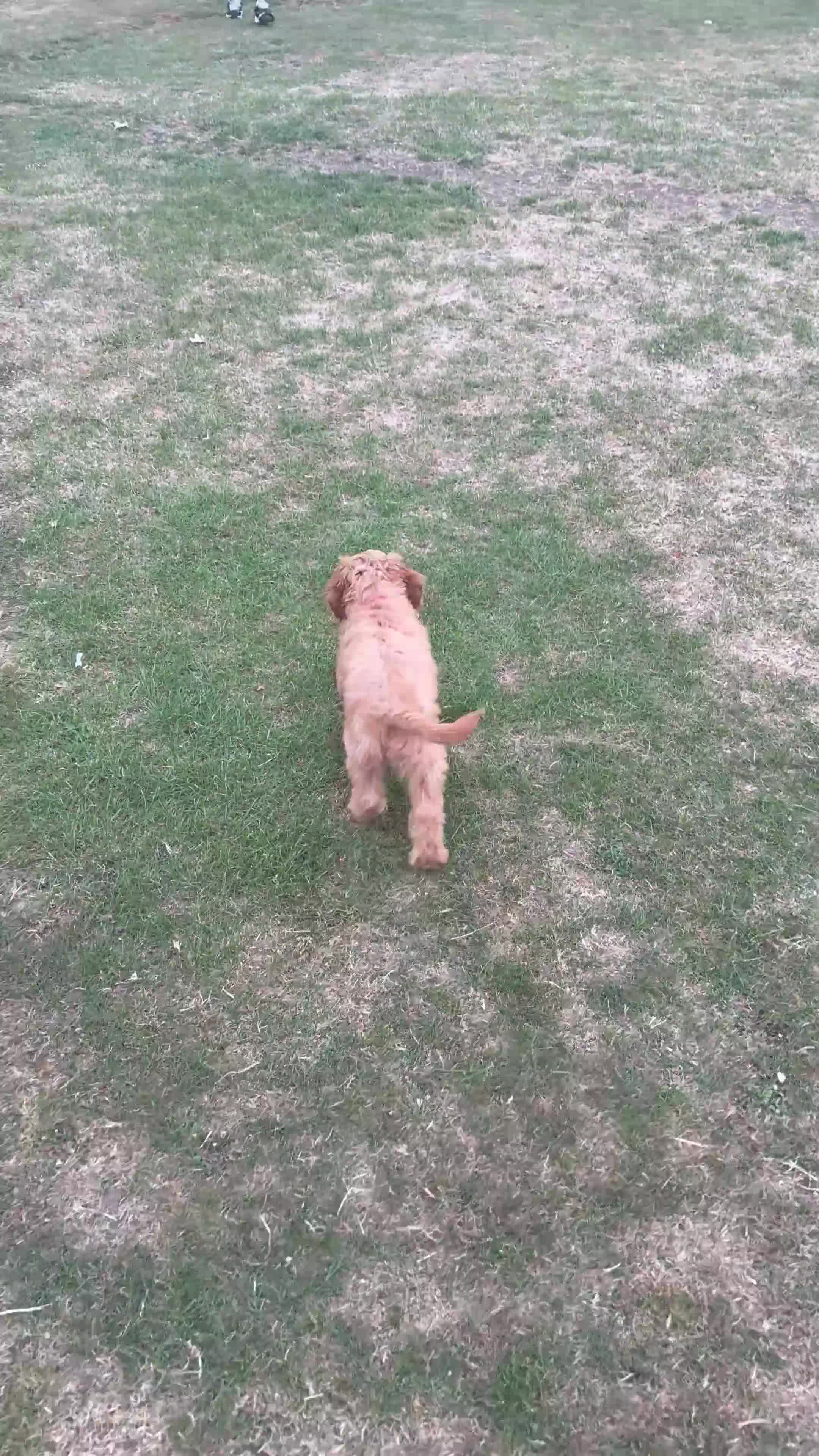 Cockapoo dogs for sale: Cockapoo girl puppy available - Video 1