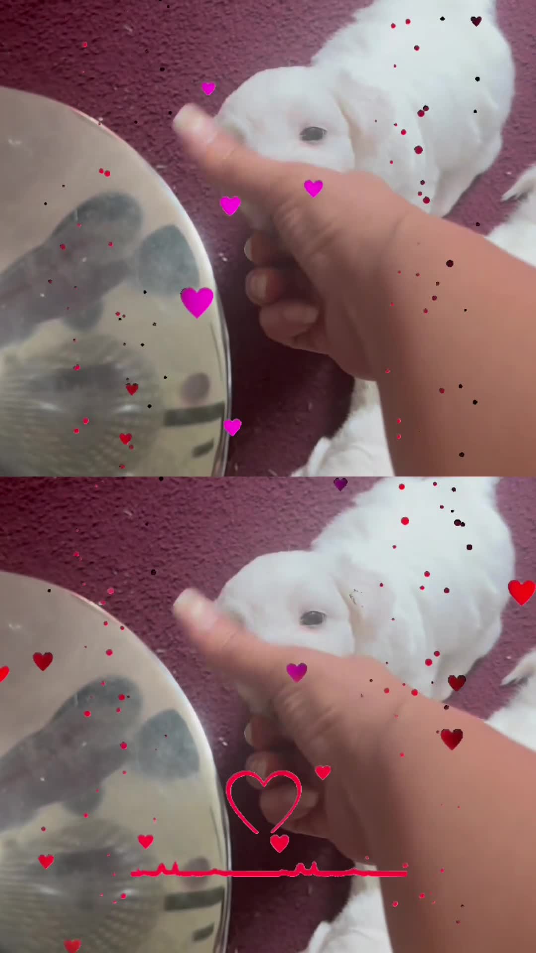 Maltese dogs for sale: Loving girl🥰 - Video 1