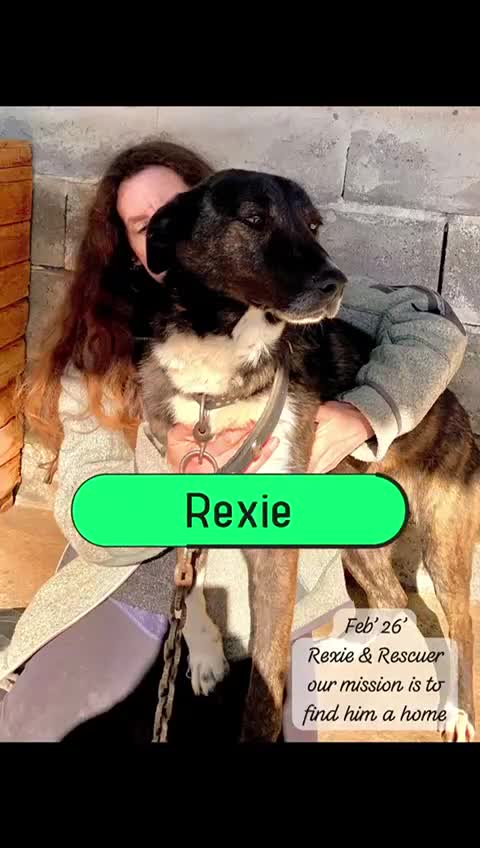Mixed Breed dogs for adoption: Rexie, 5 yrs approx. Reserved STC. in Brixham - Video 1