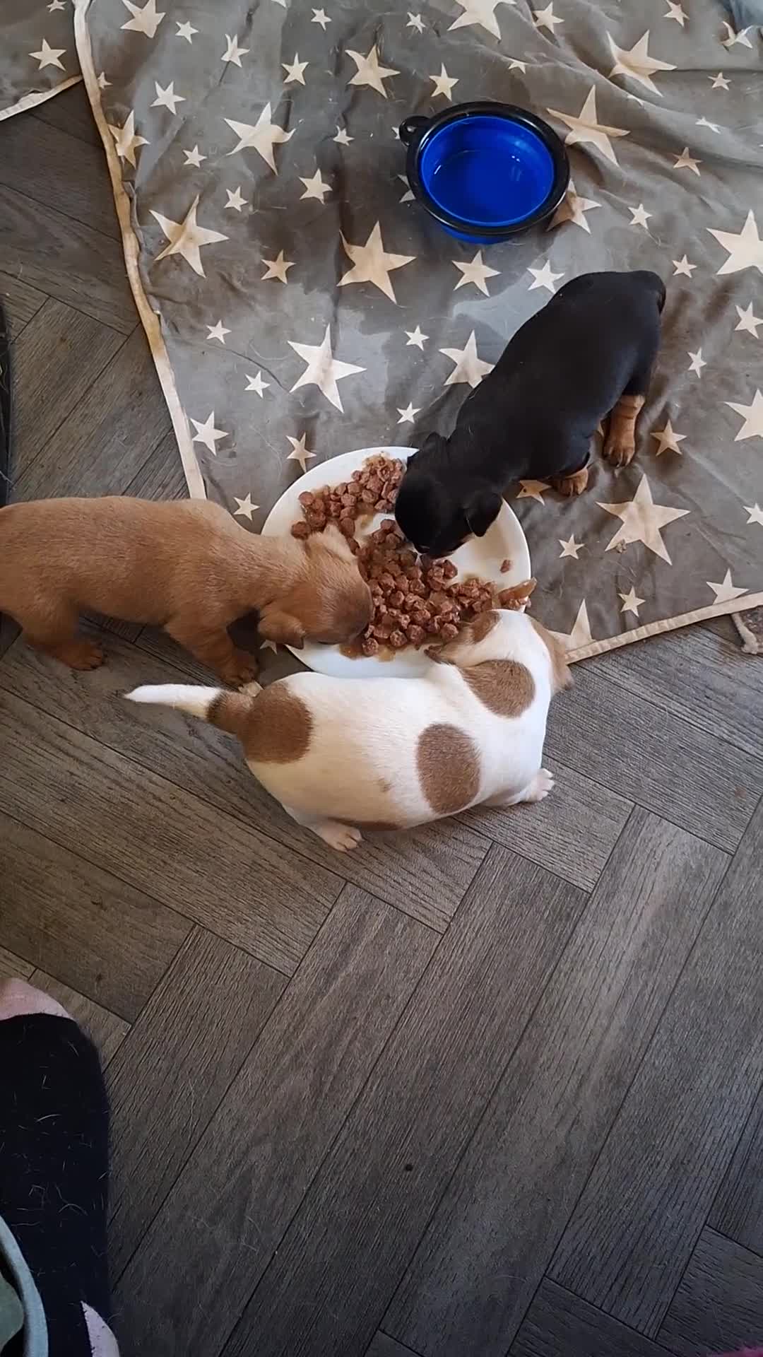 Jack Chi dogs for sale: Beautiful jachi boy puppy left in Nuneaton - Video 1