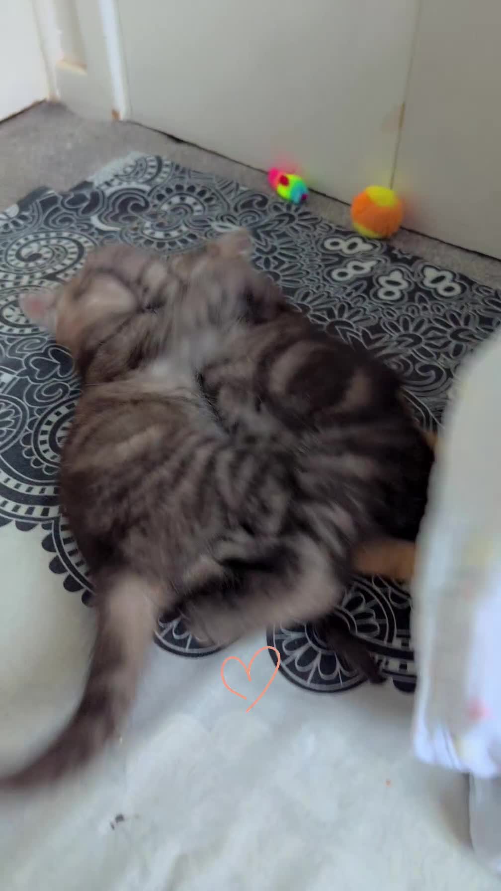 Persian cats for sale: Beautiful mixed Persian kitten 🐾 - Video 2
