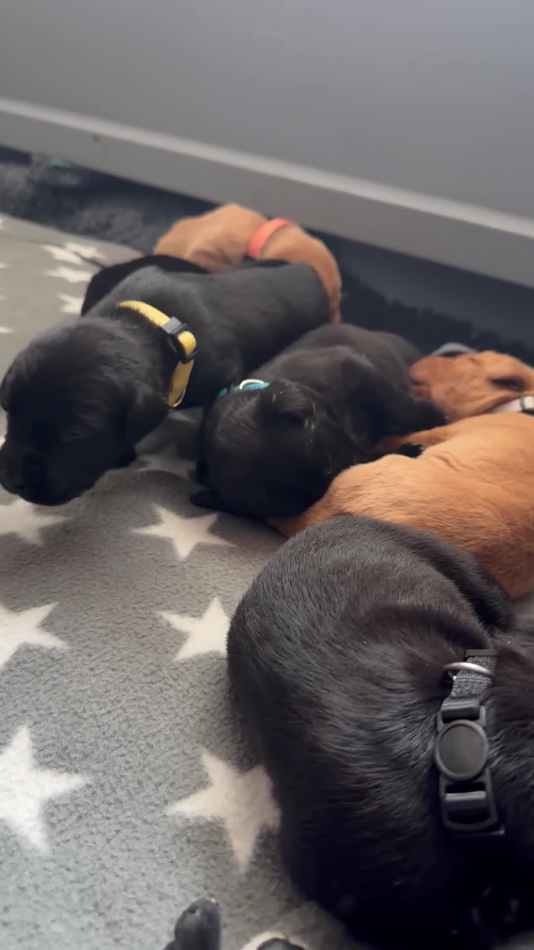 Labrador Retriever dogs for sale: Fully Health Tested Working Labradors  - Video 1