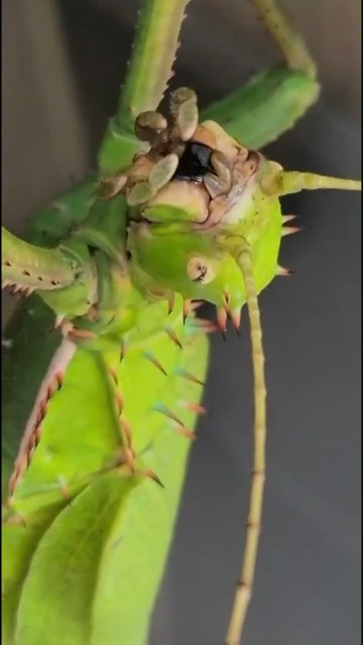 Stick Insects invertebrates for sale: Jungle nymphs - Heteropteryx dilatata in Shoreham-by-Sea - Video 1
