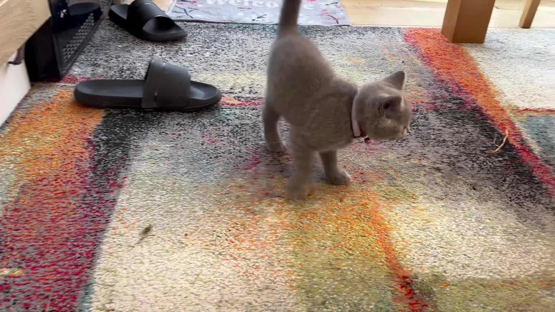 British Shorthair cats for sale: 1 beautiful British Blue - Video 1