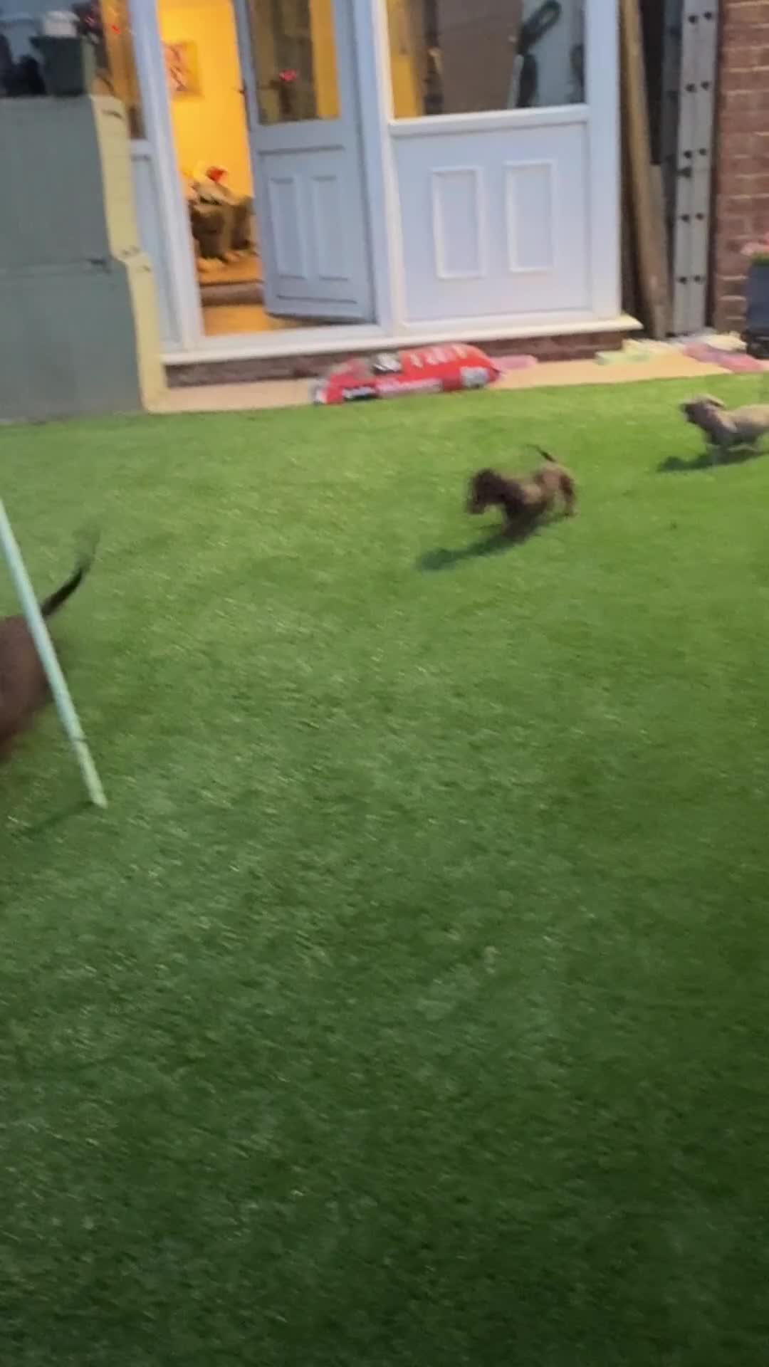 Dachshund dogs for sale: Miniature Dachshund Smooth Haired Dachshunds' - Video 4