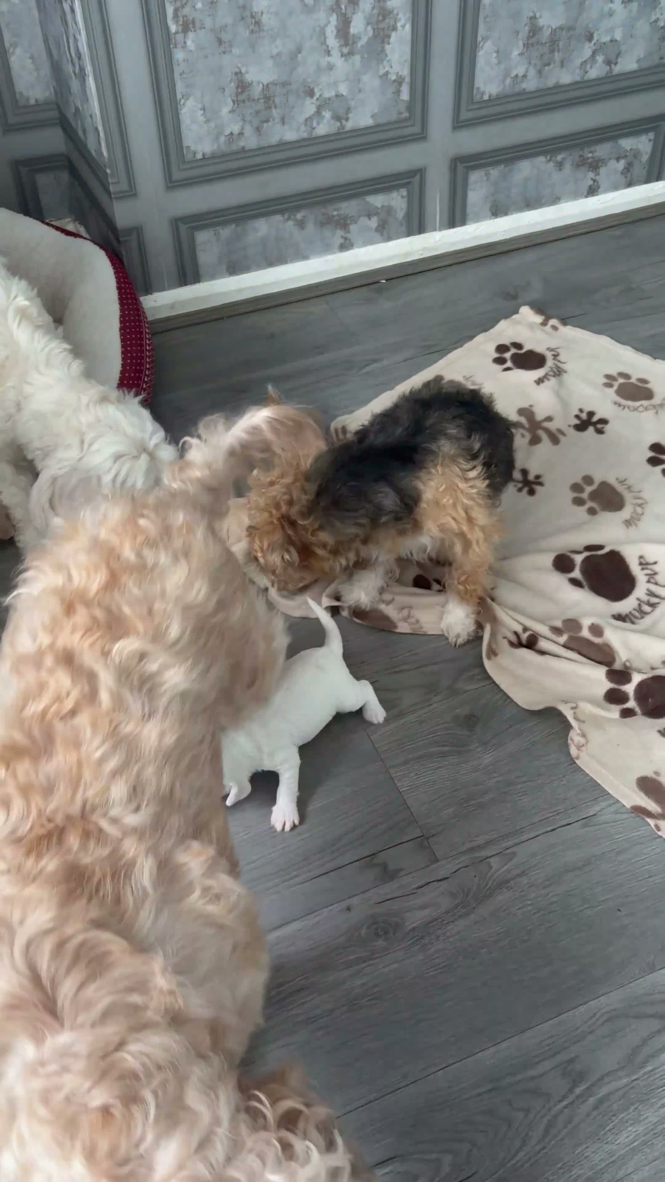 Cockapoo dogs for sale: Cockapoo puppies - Video 3