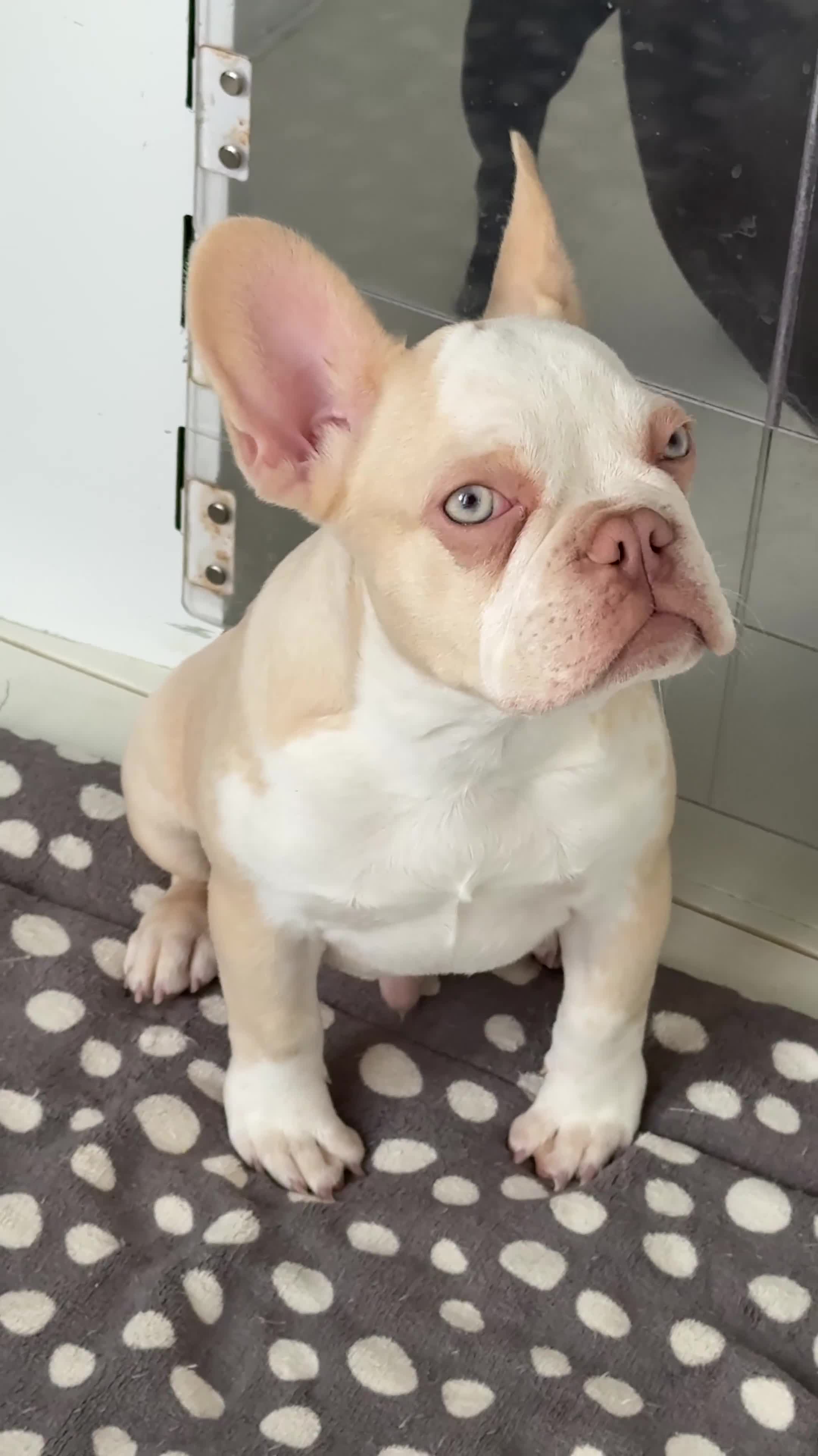 French Bulldog dogs for sale: Hikema X Cheeko (French bulldogs) - Video 4