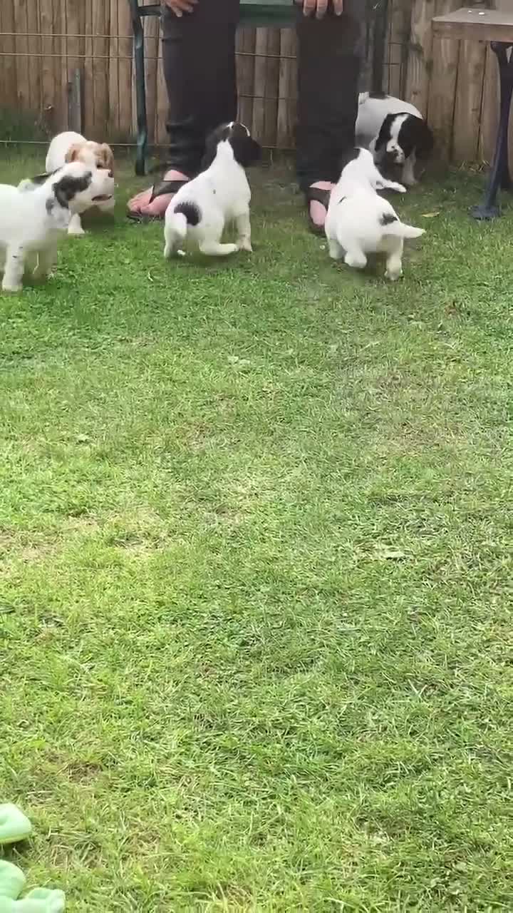 Cocker Spaniel dogs for sale: Cocker Spaniel Pups, Working Type, KC Reg - Video 3