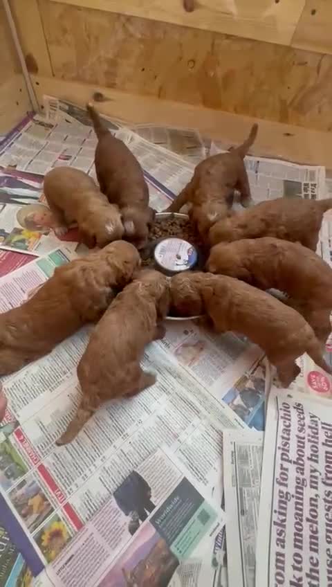 Cockapoo dogs for sale: 🐾 Beautiful Red F1 Cockapoo Puppies! 🐾 - Video 2