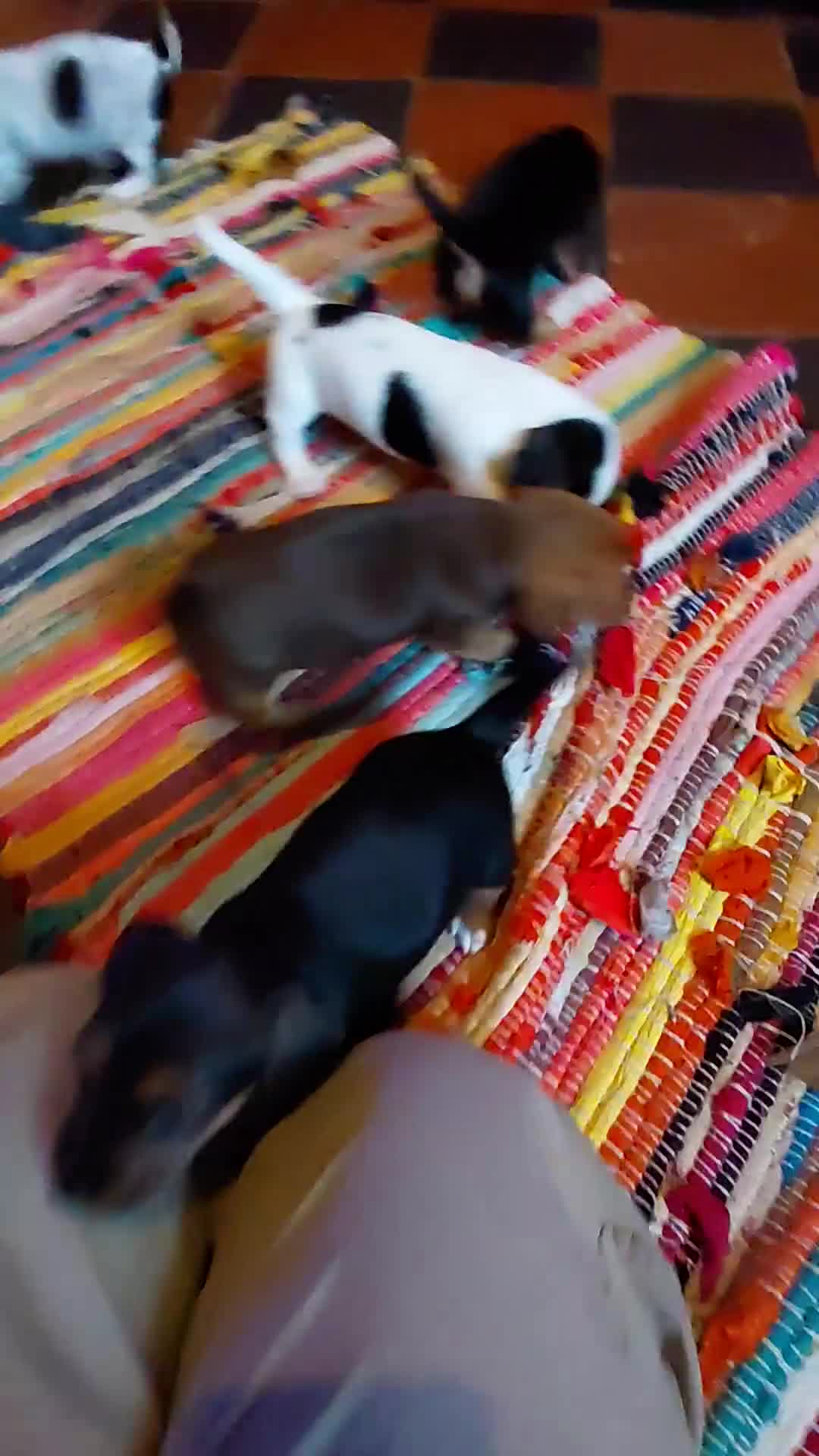 Mixed Breed dogs for sale: Dachshund x jack russle - Video 1