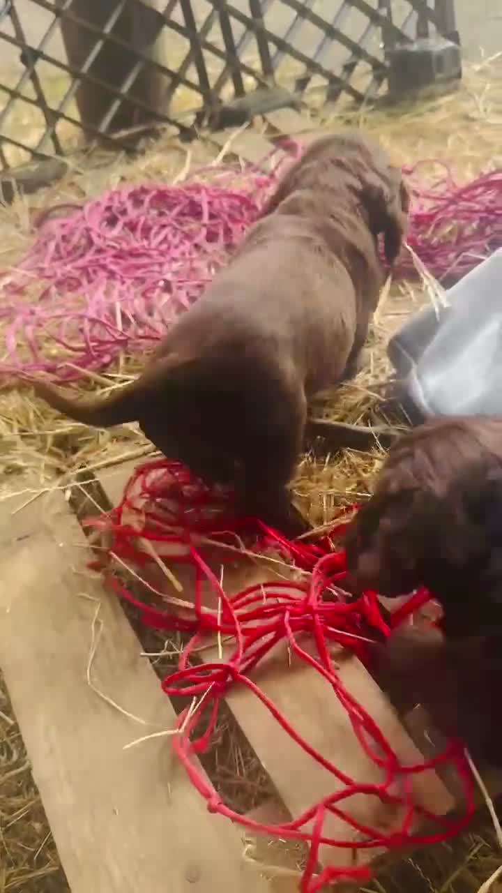 Cocker Spaniel dogs for sale: Dumplings 🥟  - Video 1